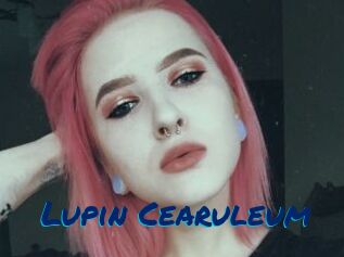 Lupin_Cearuleum