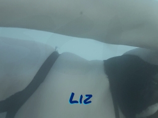Liz