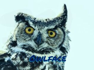 Owlface