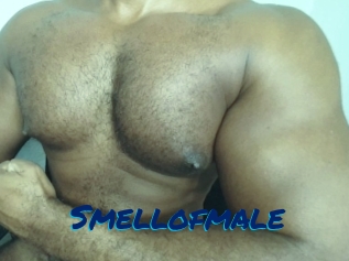 smellofmale Sexe City