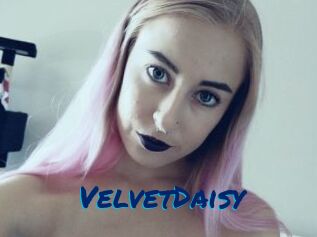 VelvetDaisy